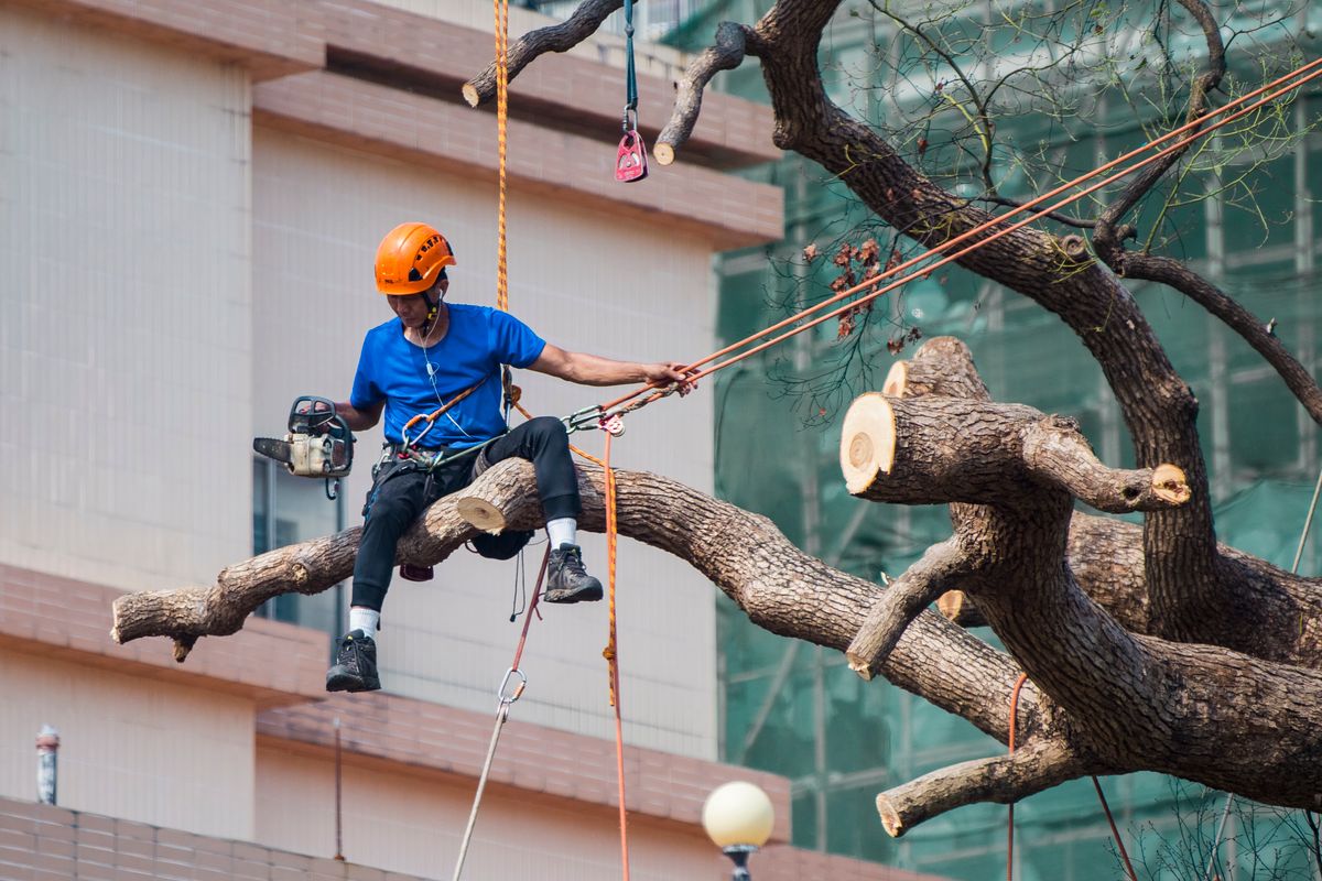 Élagueur grimpeur équipé d'un harnais et de cordes travaillant dans le houppier d'un arbre