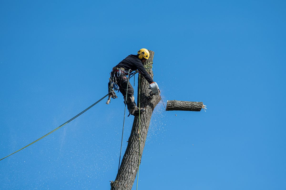 Élagueur sécurisé par des cordes coupant une branche à la tronçonneuse en hauteur