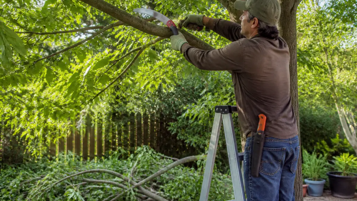 Quelle scie d'élagage choisir selon le type d'arbre et la hauteur ?