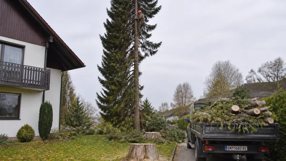 Prix d'un abattage d'arbre de 15 m : ce que facturent vraiment les pros