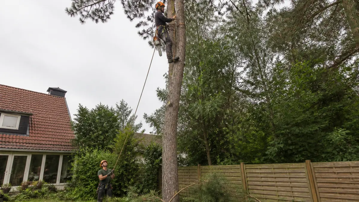 Prix d'un abattage d'arbre de 20 m : grille tarifaire et facteurs de variation