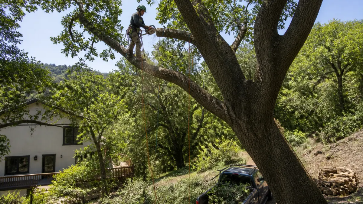 Élagage d'arbre : quel prix selon la hauteur et la difficulté ?