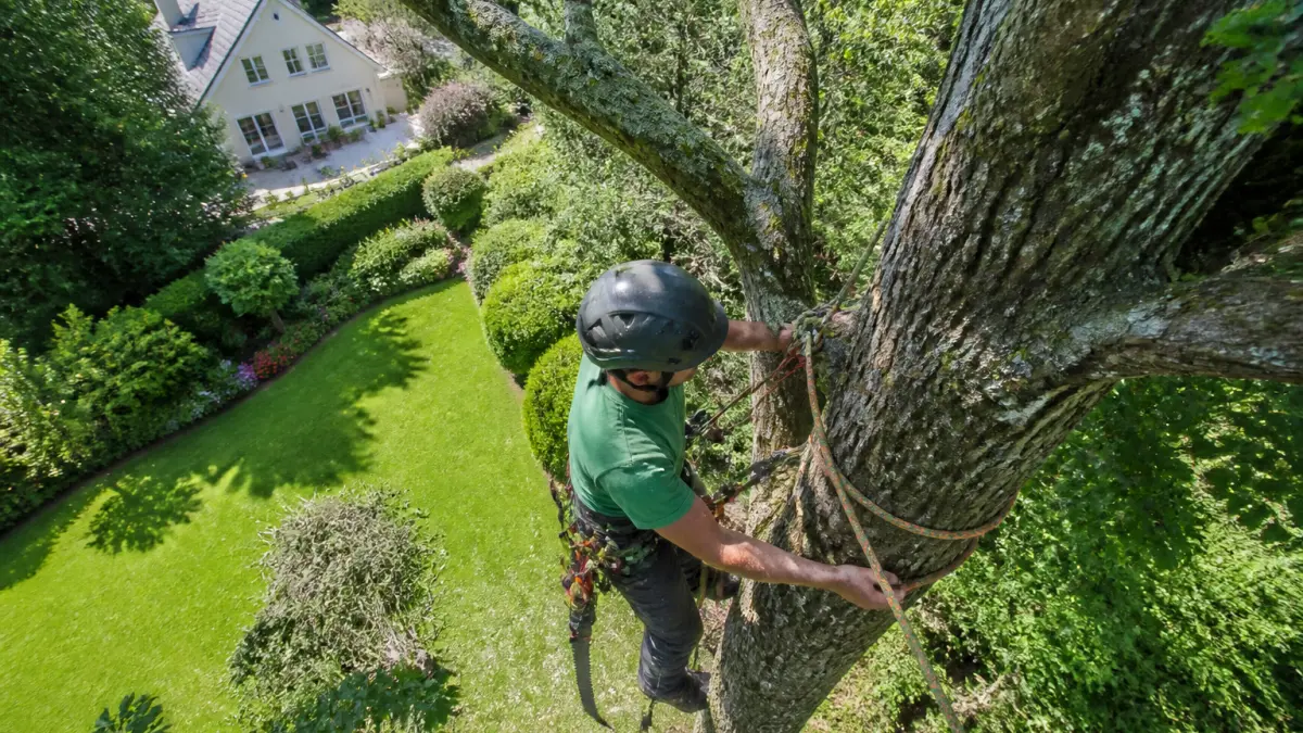 Élagage d'arbre : quel prix selon la hauteur et la difficulté ?