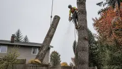 Prix d'un abattage d'arbre de 15 m : ce que facturent vraiment les pros