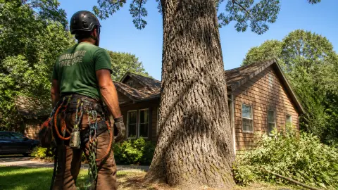 Élagage d'arbre : quel prix selon la hauteur et la difficulté ?