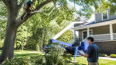 Travaux d'élagage déductibles des impôts : ce qui change en 2026