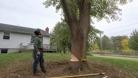 Abattage d'arbre : les techniques selon l'inclinaison et l'environnement