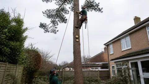 Prix d'un abattage d'arbre de 20 m : grille tarifaire et facteurs de variation