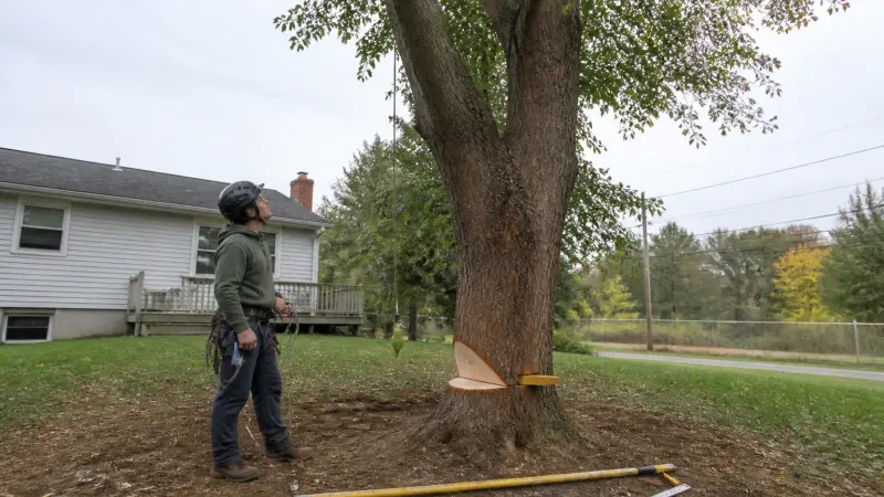 Abattage d'arbre : les techniques selon l'inclinaison et l'environnement